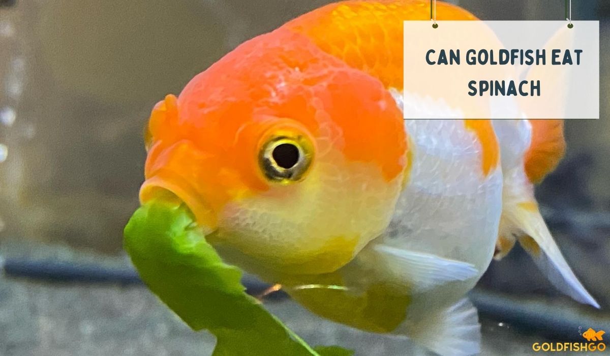 Can Goldfish Eat Spinach? You Need To Know This